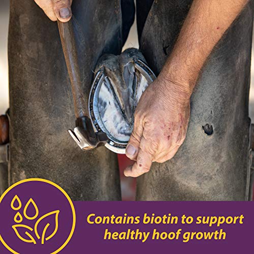 Best Supplement For Horses Hooves